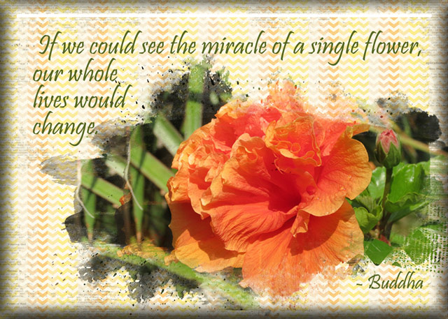 ATC-2017-12-The-Miracle-of-a-Single-Flower - MOC #5-15