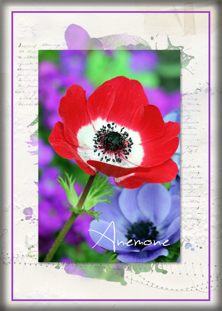 ATC-2017-151-Anemone