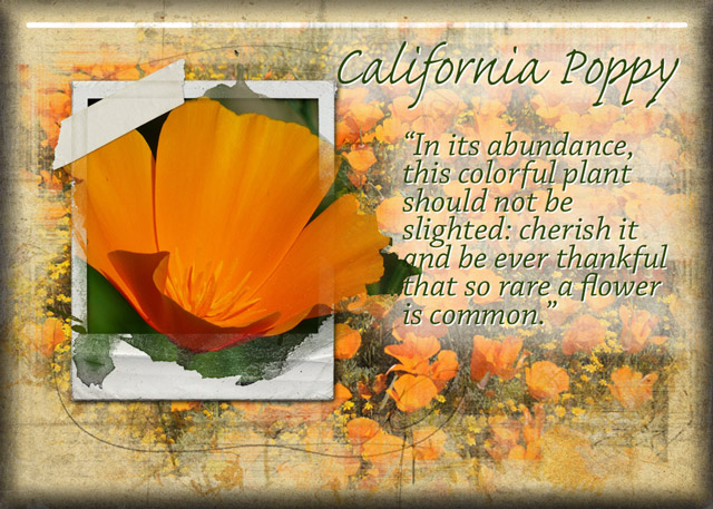 ATC-2019-137-California-Poppy