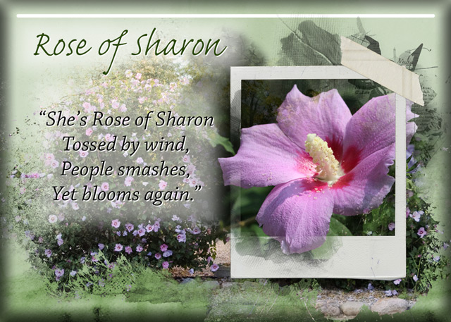 ATC-2019-138-Rose-of-Sharon