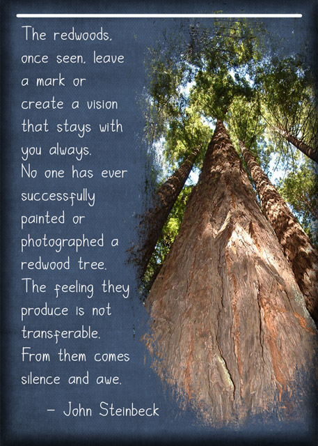 ATC-2020-024-The-Redwoods