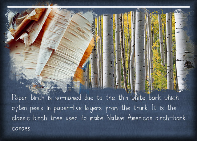 ATC-2020-027-Paper-Birch