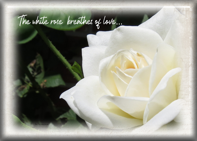 ATC-2020-116-The-White-Rose