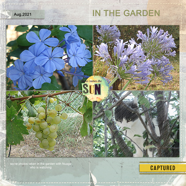 August in the garden