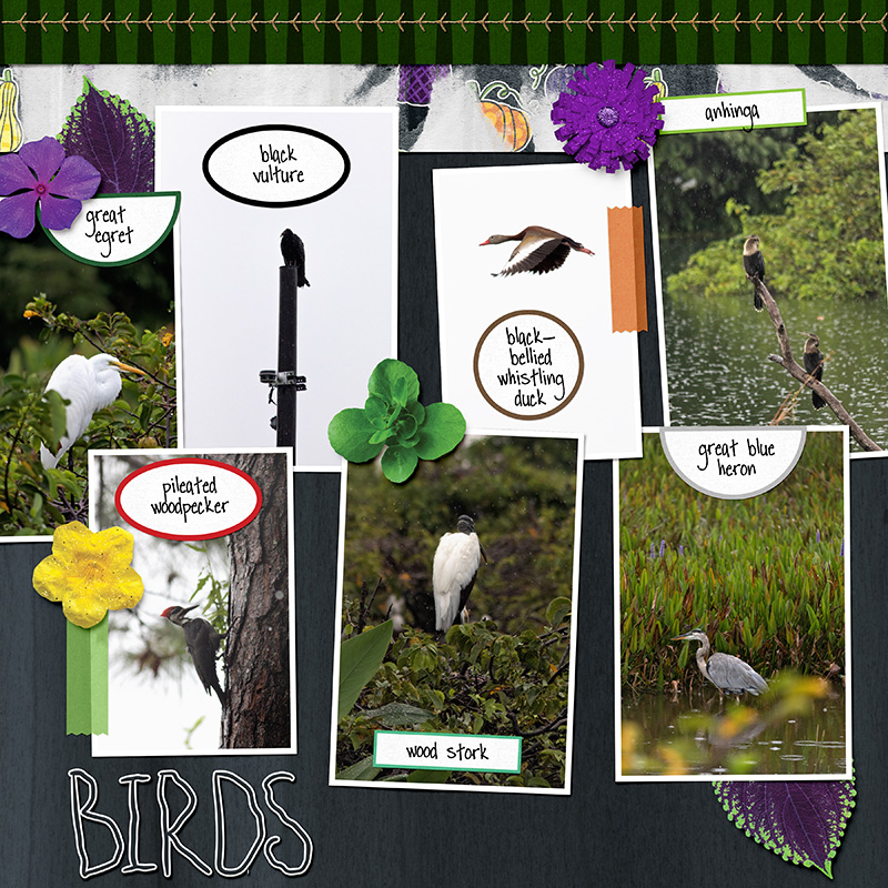 autumn birding