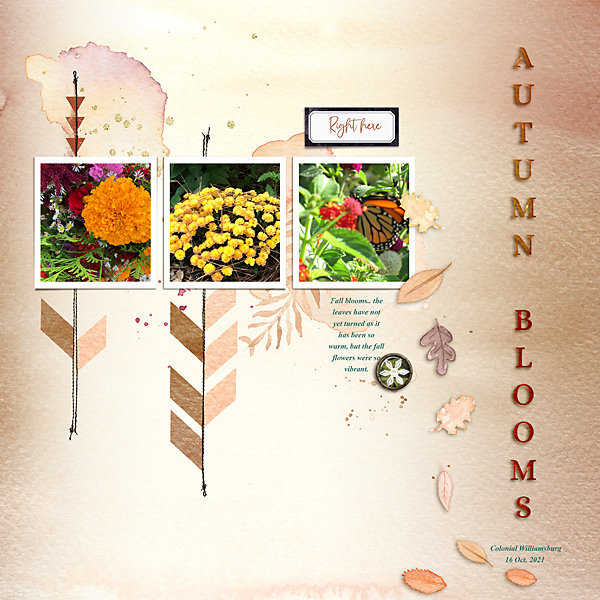 Autumn Blooms