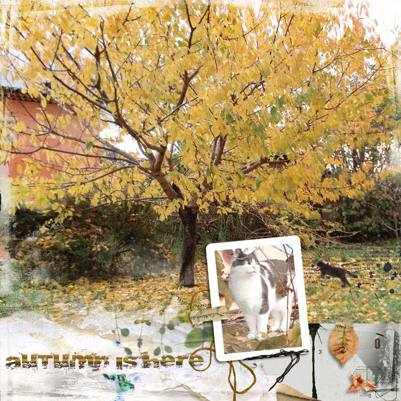 Autumn is here