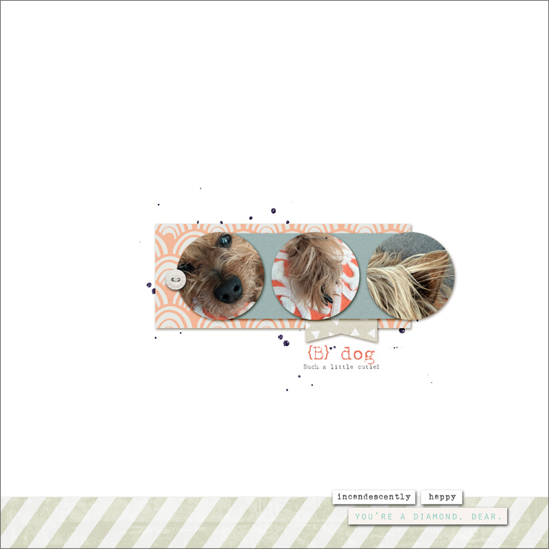{B Dog}