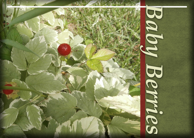 Baby-Berries