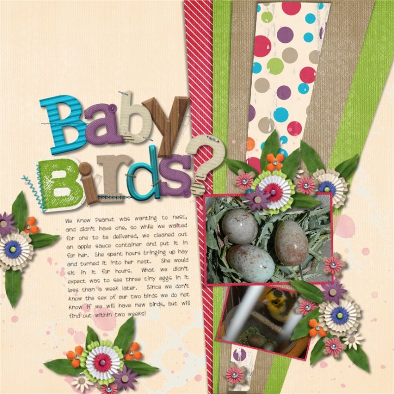 Baby Birds?