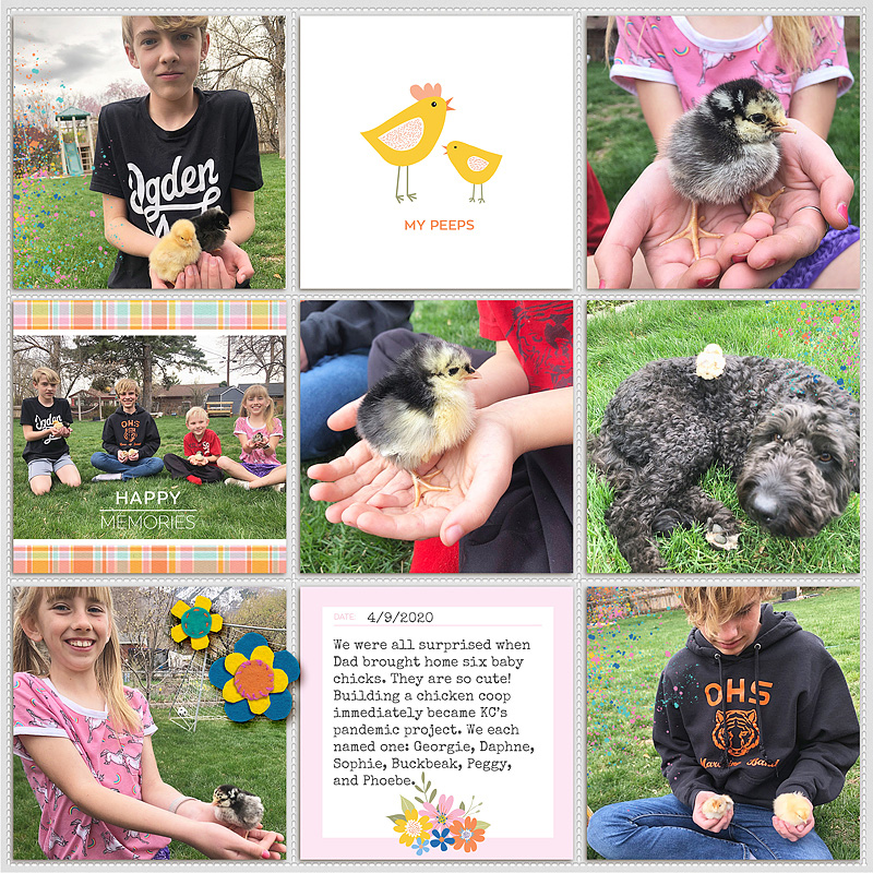 Baby chicks