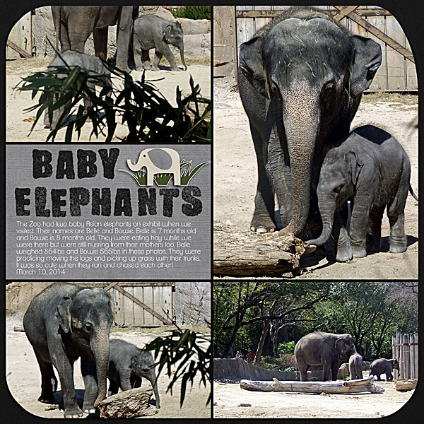 Baby Elephants