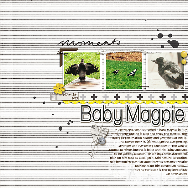 Baby Magpie