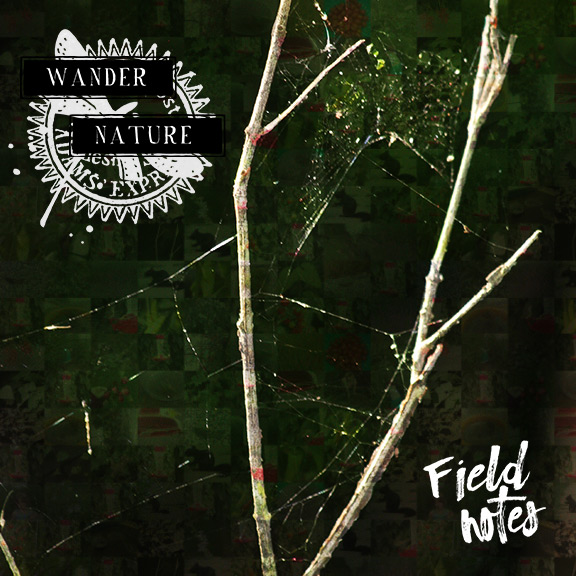 Back Cover - Summer 2020 Nature Study
