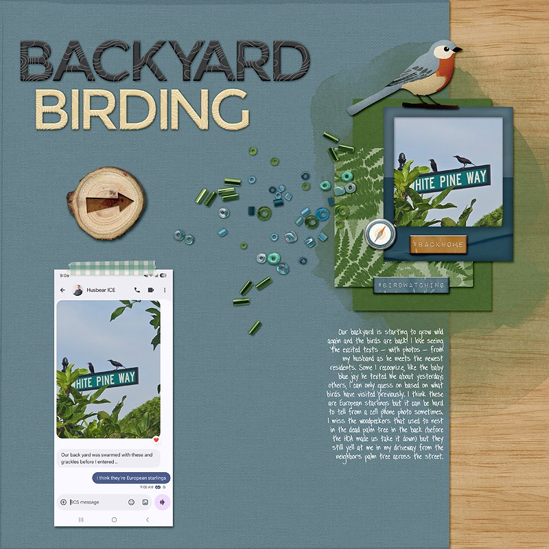 backyard birding