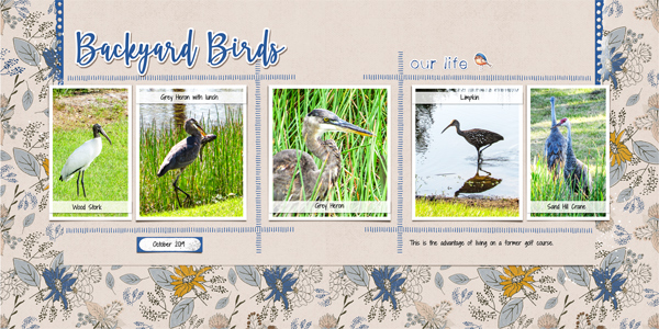 Backyard Birds