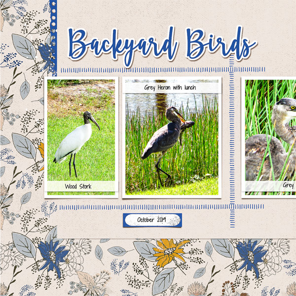 Backyard Birds_left