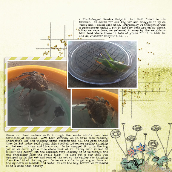 Backyard Insects Nature Study