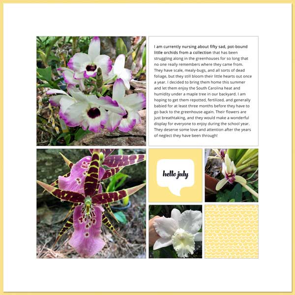 Backyard-orchids