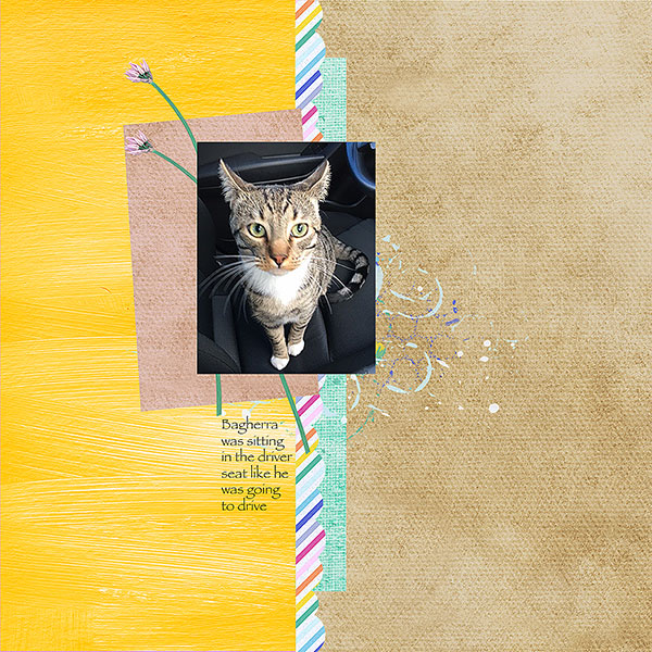 Bagheera-3Web
