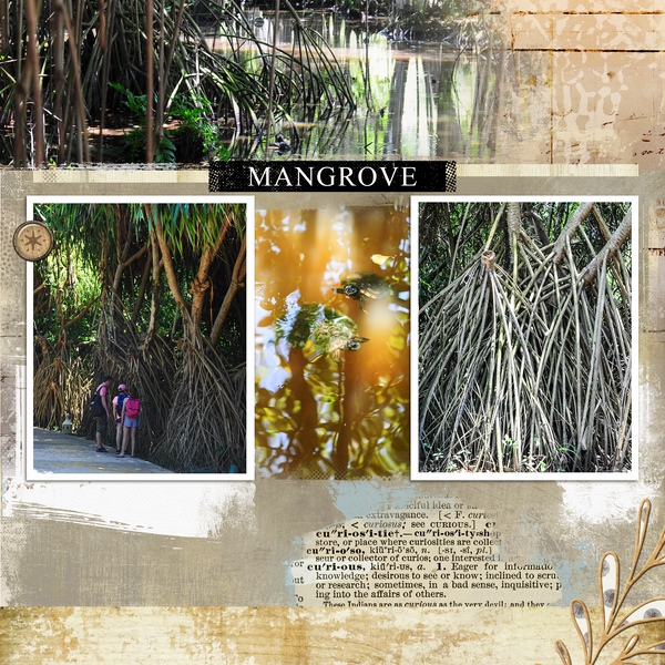 Balade Dans La Mangrove 14042017 B (Copier)