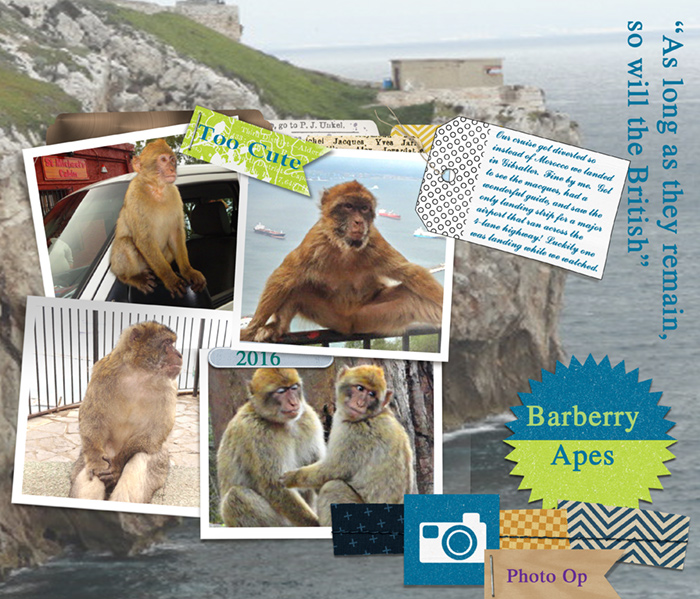 Barberry-Apes-