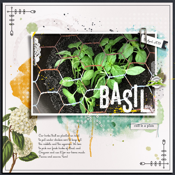 Basil