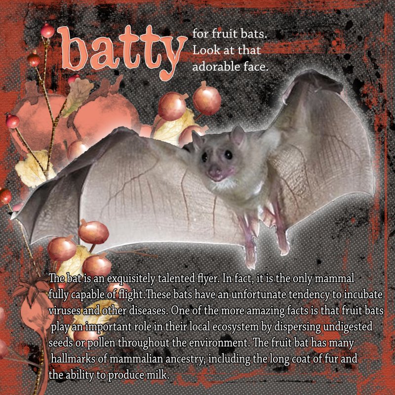 Batty For Fruit Bats.