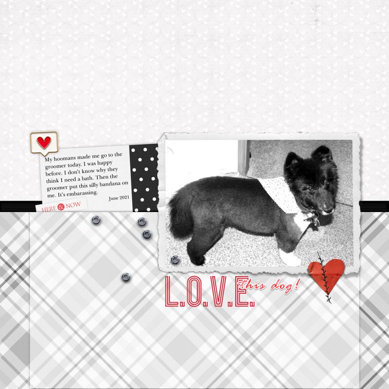 Bear-Bear Beloved