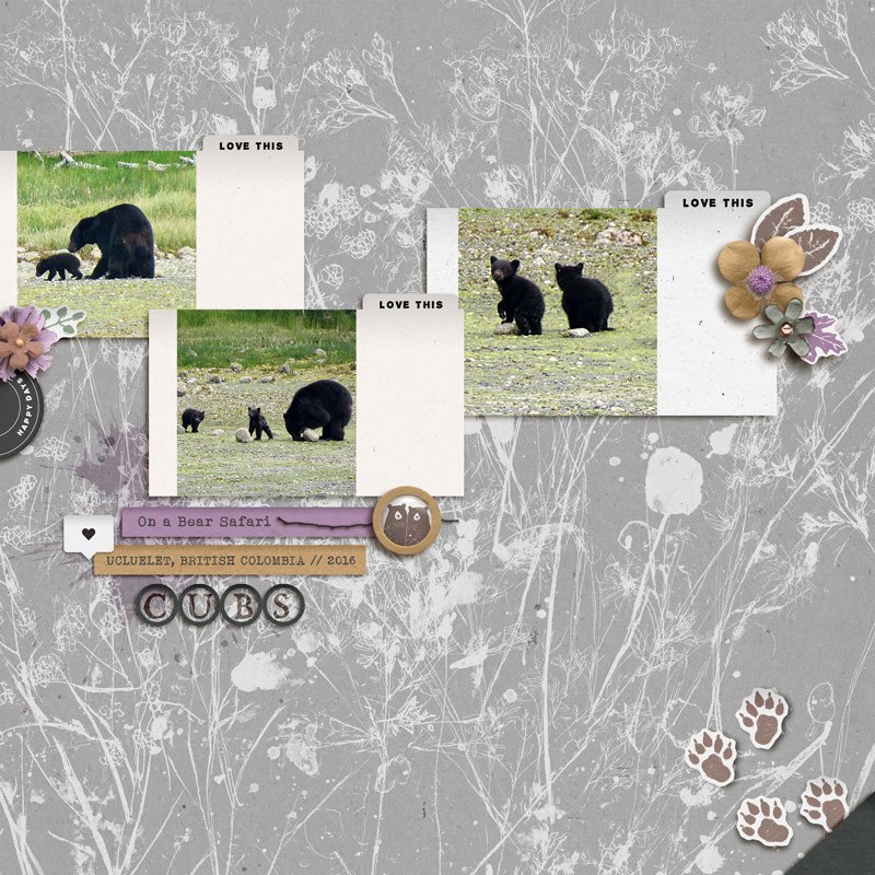 Bear Safari (2016)