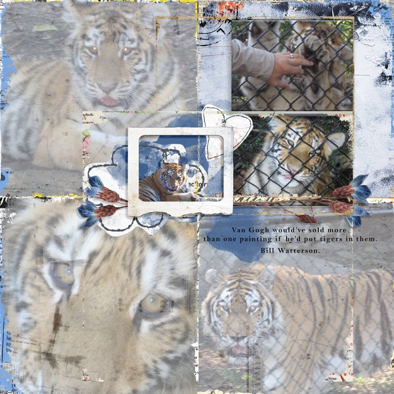 Beardsley Zoo Tigers