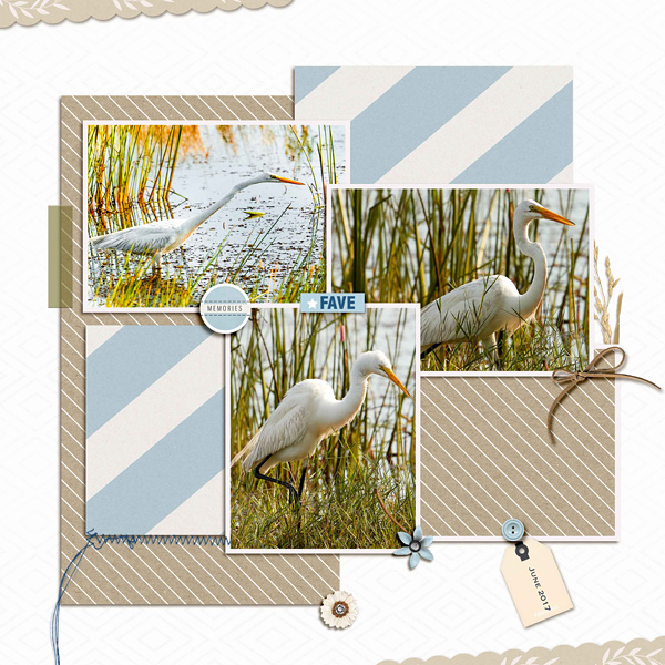 Beautiful Aigrette