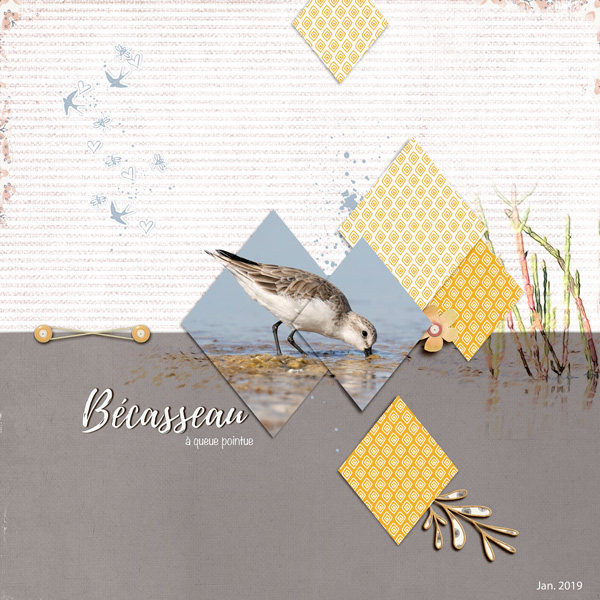 Bécasseau