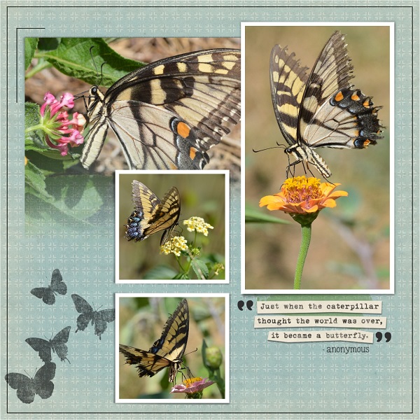 Become A Butterfly