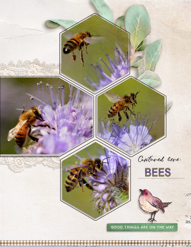 Bees