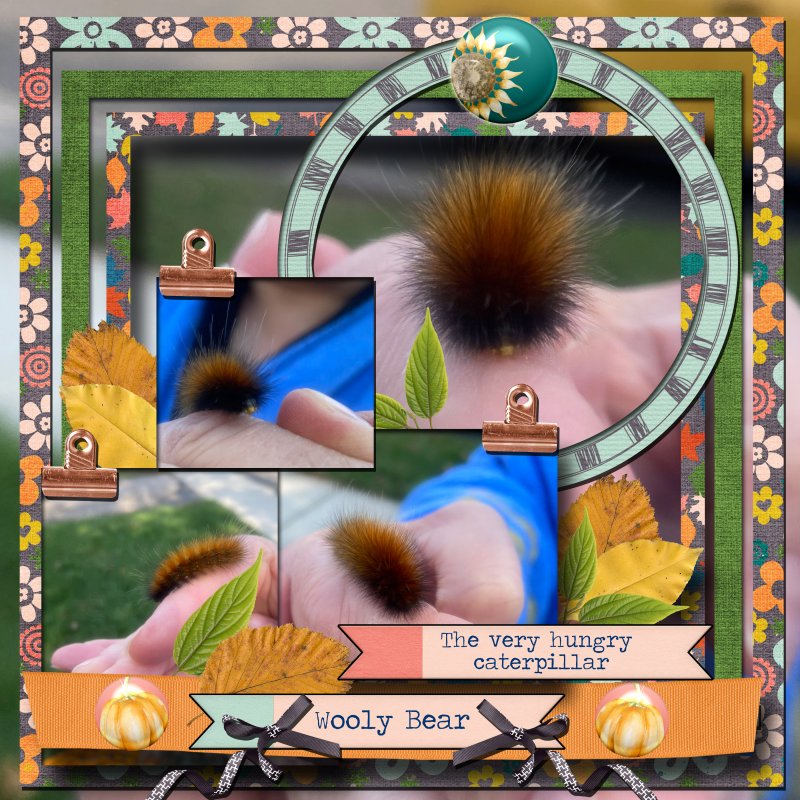 Bella Gypsy Fall To Pieces Wooly Caterpillar
