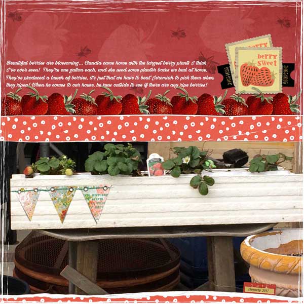 Berry Sweet Web