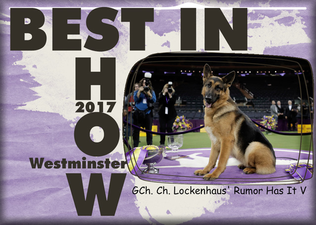 Best-in-Show