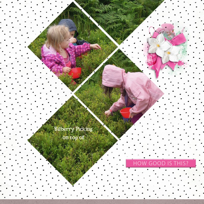 Billberry Picking