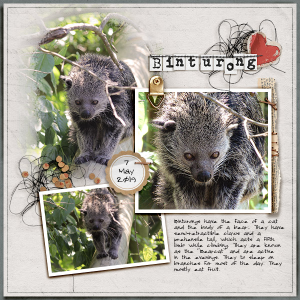 Binturong (Bearcat)
