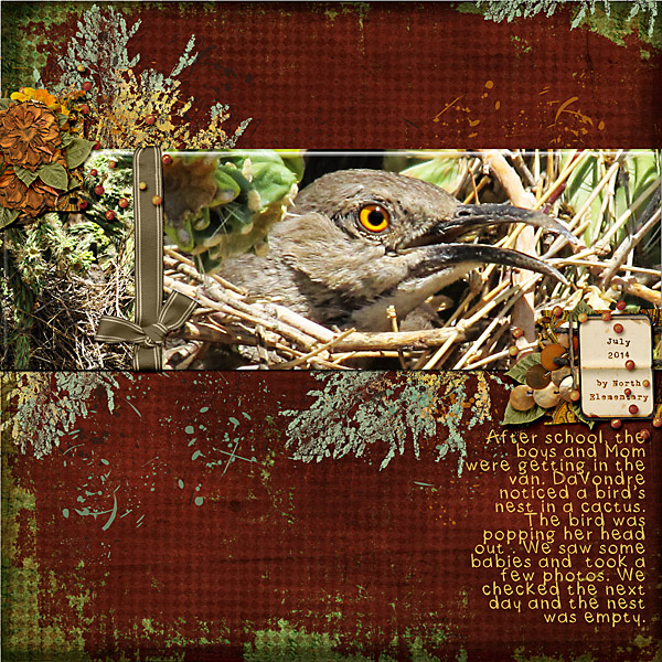 bird in nest