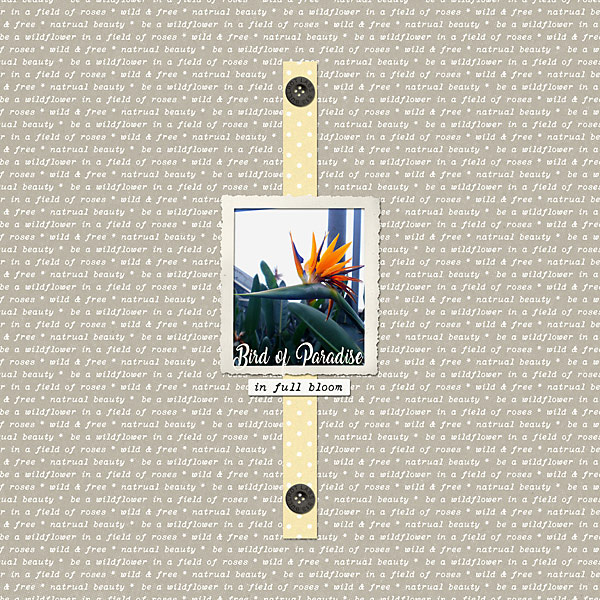 Bird of Paradise