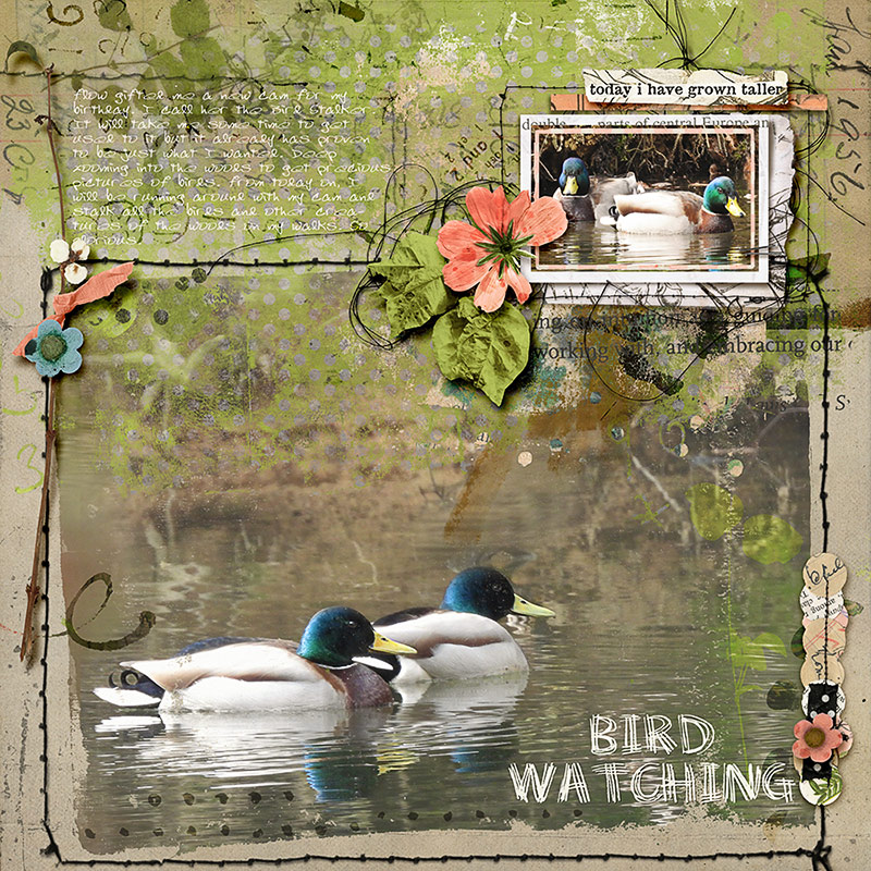 Bird Watching