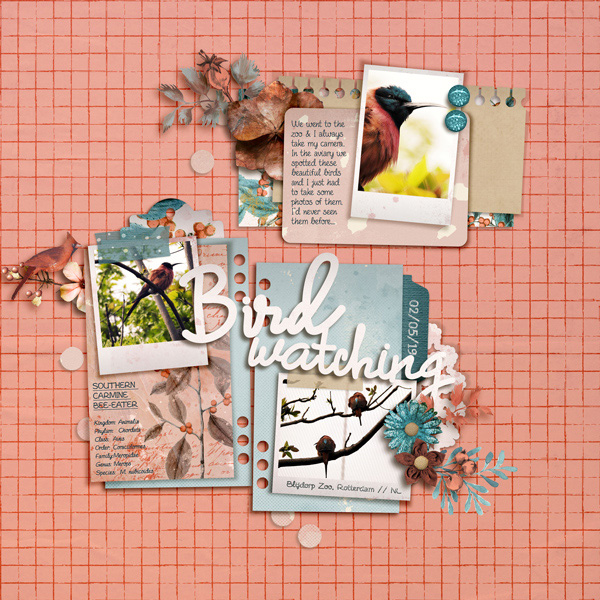 Bird Watching