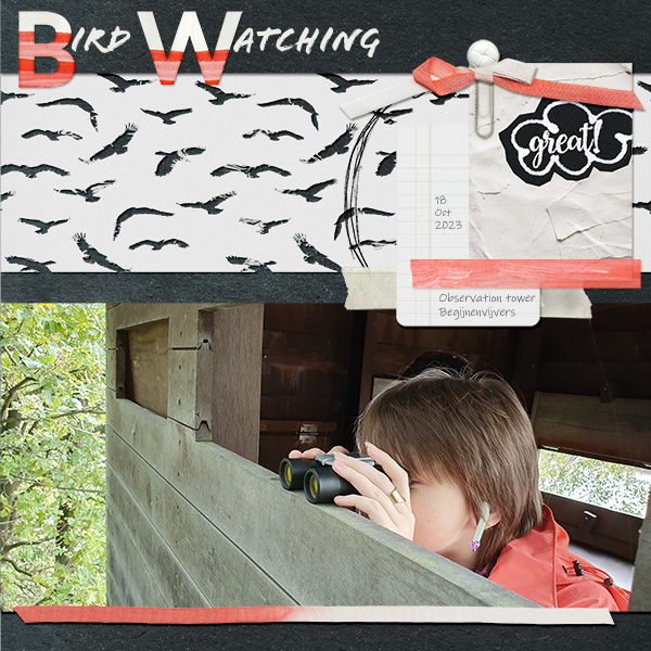 Bird Watching