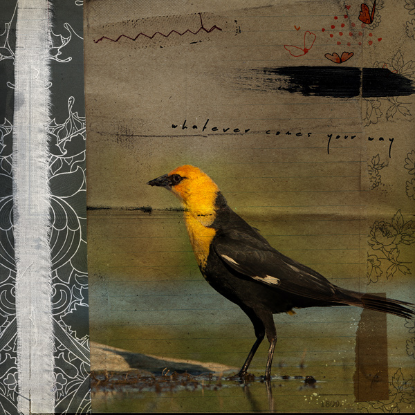 Bird