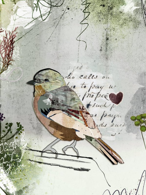 Bird