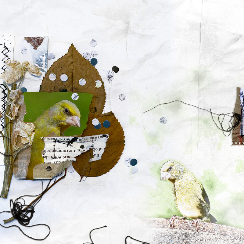 Bird