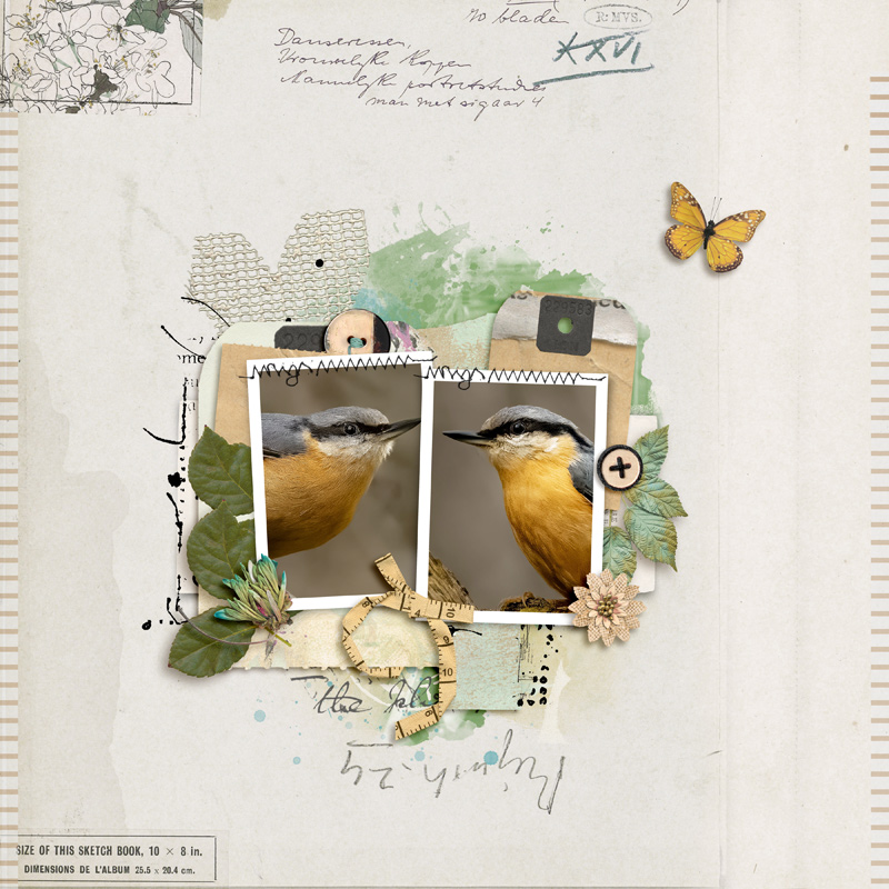 Bird