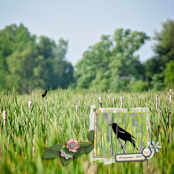 Birds (Day 25)